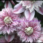 clematis Josephine