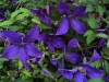 Clematis SUNNY SKY 'Zosusk'