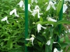 Clematis integrifolia 'Baby White'