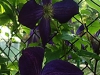 Clematis 'Black Prince'