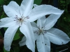 Clematis 'Beautiful Bride'