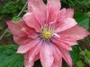 Clematis "Little Mermand"