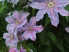 Clematis "Sakala"