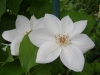 'Mrs George Jackman'