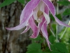 княжик 'Rubra Marginata'