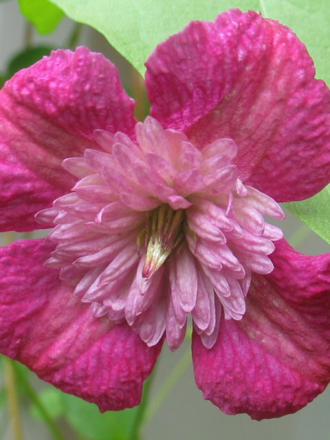 Clematis Avant-gard