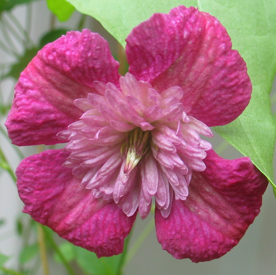 Clematis Avant-gard