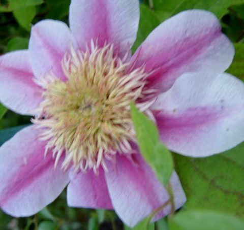 С.EMPRESS 'Evipo 011'